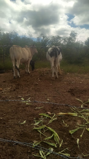 Melhores Hotéis Baratos Perto de Flores, Pernambuco 2025